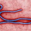 Ebola