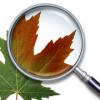 Leaf.jpg