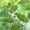 germs