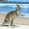 kangaroo