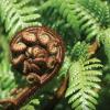 Fern 01
